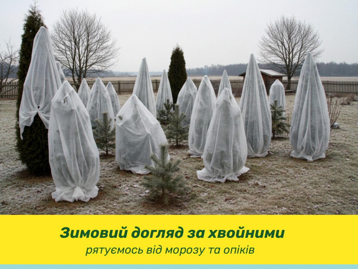 Зимний уход за хвойными: как спасти от ожогов и мороза?