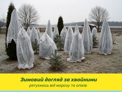 Зимний уход за хвойными: как спасти от ожогов и мороза?