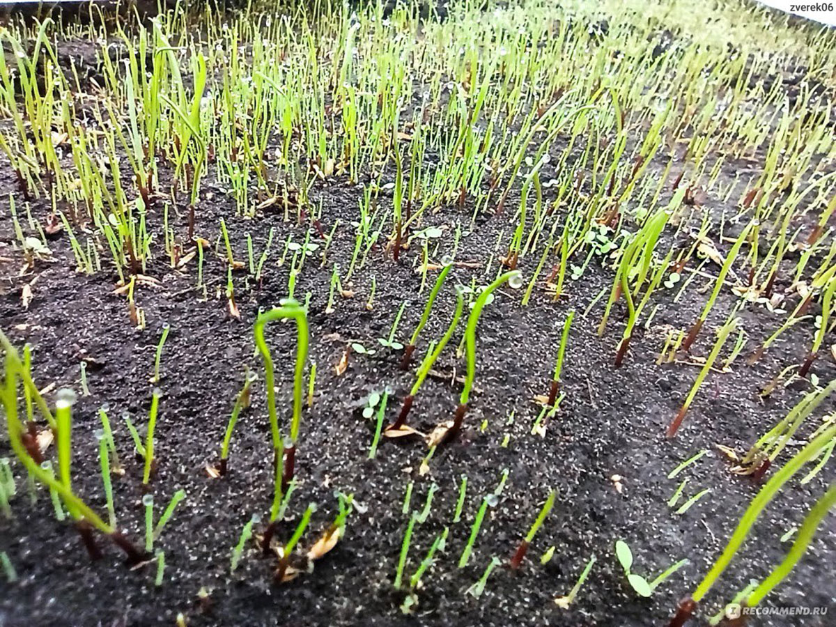 Как всходит газонная трава