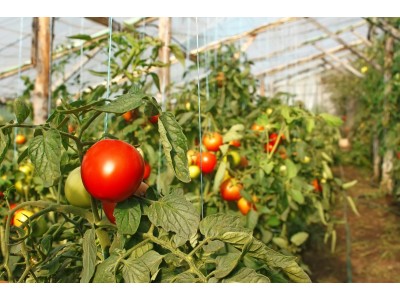 Вирощування помідорів під плівкою