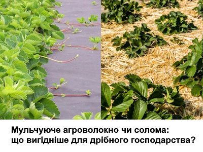 Мульчирующее агроволокно или солома: что выгоднее для мелкого хозяйства?