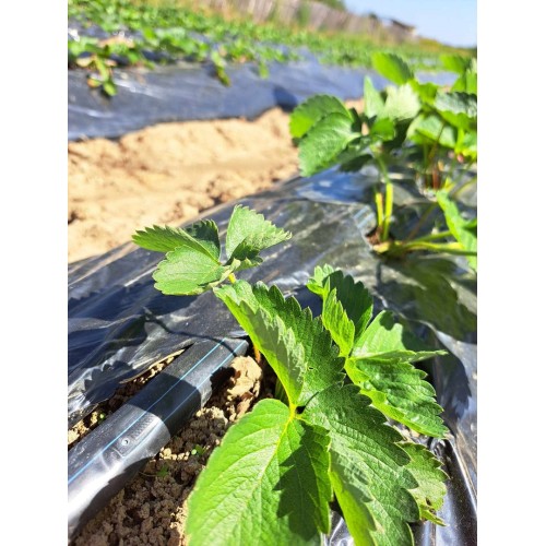 Капельная лента Pollino 6mils/10см/1000м эмиттерная