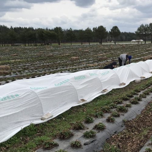 Агроволокно біле Agreen щільність 50 (1,6х10)