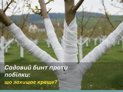 Садовый бинт vs побелка: что действительно защищает дерево лучше?