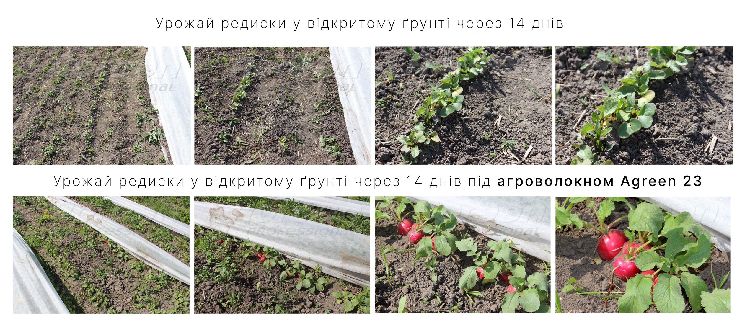 Порівняння уожаю редиски під агроволокном Agreen 23 г/м²