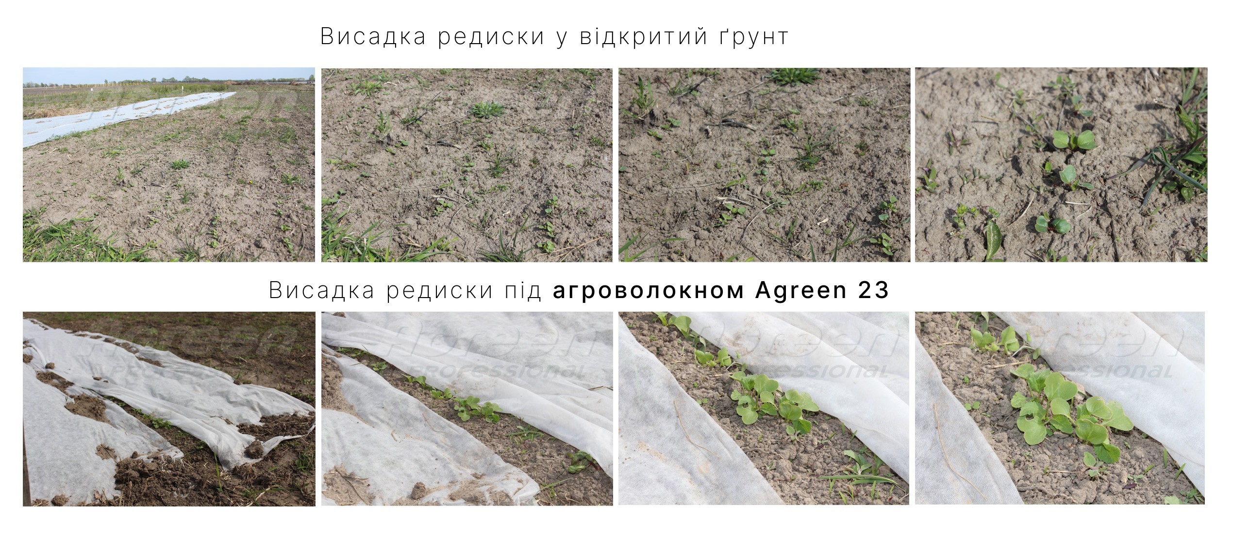 Порівняння вирощування редиски під агроволокном Agreen 23 г/м²