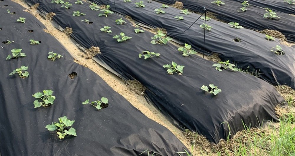 Использование черного мульчирующего агроволокна для защиты от сорняков в открытом грунте