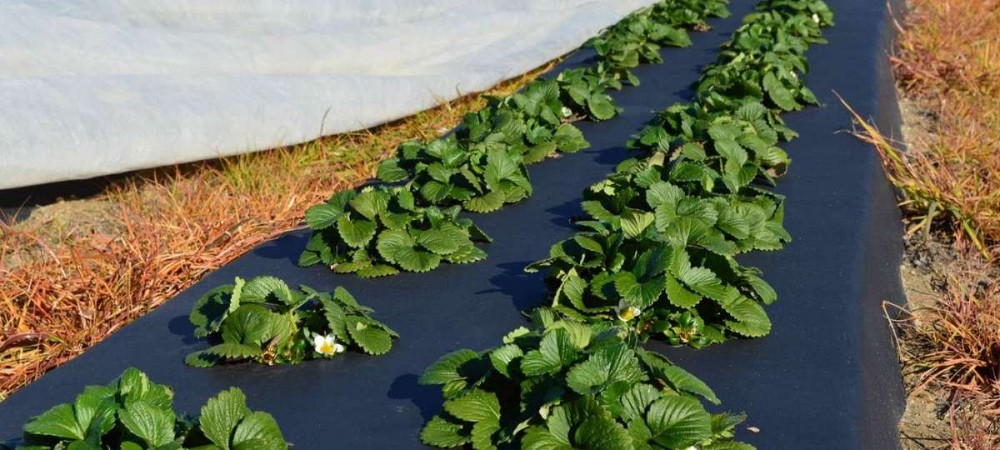 Использование черного мульчирующего агроволокна Agreen 50 г/м² для выращивания клубники